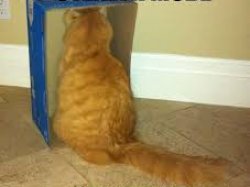 steeth Meme Template