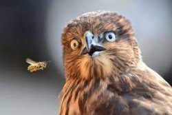 Owl Looking at a Bee Meme Template