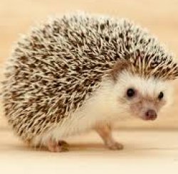 Hedge hog Meme Template