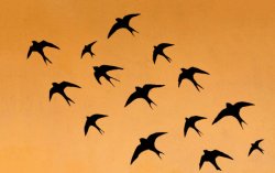 Migrating Swallows Meme Template
