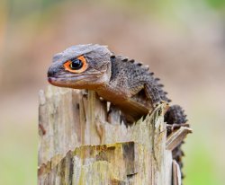 satisfied skink Meme Template