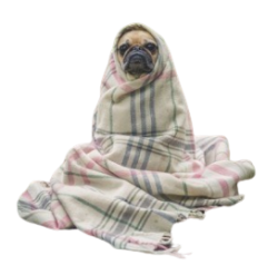 Pug in Blanket Meme Template