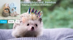 Fondue hedgehog temp Meme Template