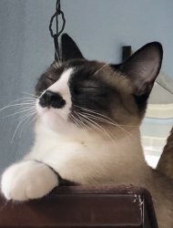 Snooty Cat Meme Template