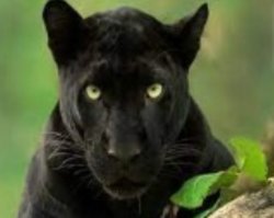 panther Meme Template