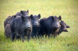 Feral Hogs Meme Template