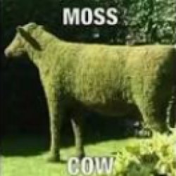 Moss Cow Meme Template