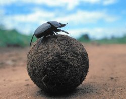 Dung Beetle Pushing Poop Meme Template