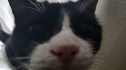 Closeup puddy Meme Template