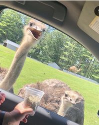 Happy and sad ostrich Meme Template