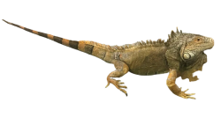 Iguana Meme Template