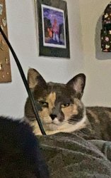 Not impressed Calico Meme Template