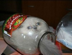 Harry Houdini's cat stuck in jar Meme Template