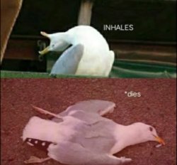 Seagull dies Meme Template
