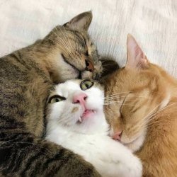 two cats hugging a scared cat Meme Template