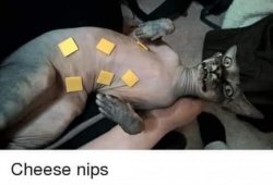 Cheese nips Meme Template