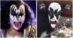 Cow looks like Gene Simmons from Kiss Meme Template