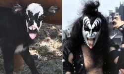 Cow's calf looks like Gene Simmons from Kiss Meme Template