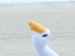 Sock goose Meme Template