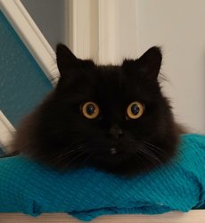 Black cat staring Meme Template