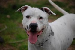 pitbull mix i can haz Meme Template