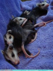 Opossum Mom with babies possum Meme Template