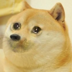 crying doge Meme Template