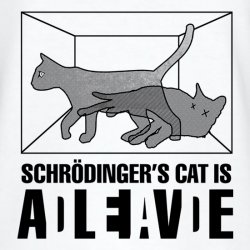 schrodinger's cat Meme Template
