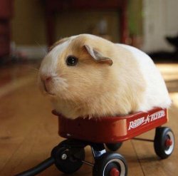 Guinea pig on wheels Meme Template