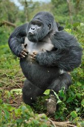 Gorilla beating chest Meme Template
