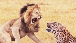 lion vs cheetah Meme Template