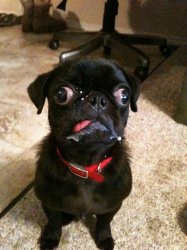 CRAZY EYES PUG Meme Template