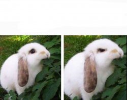 mild bunny angry bunny Meme Template