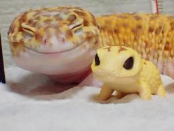 Gecko's Baby Meme Template