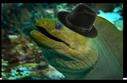 Moray eel in a fedora Meme Template