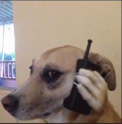 Dog with phone Meme Template