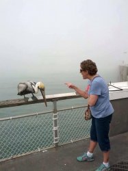 Grandma scolding pelican Meme Template