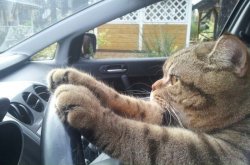 Driving cat Meme Template