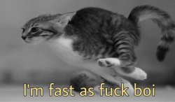 Cat I'm fast as fuck boi Meme Template