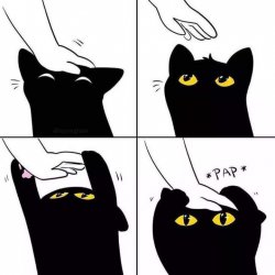 Cat wanting head pats Meme Template