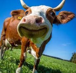 happy cow Meme Template