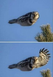 Howdy Owl Meme Template