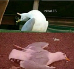 Dead Seagull Meme Template