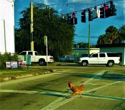 why did chicken cross the road Meme Template