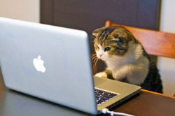 Cat laptop Meme Template