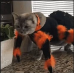 Spider Cat Meme Template