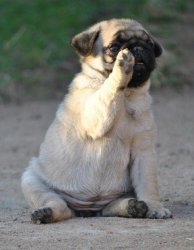 Budypug Meme Template