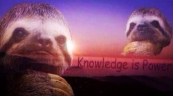 Sloth knowledge is power tilted Meme Template