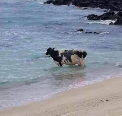 COW IN OCEAN DEEP THOUGHT COW Meme Template