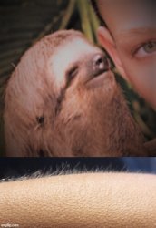 Whisper Goose Bumps Sloth Meme Template